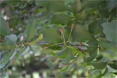 Pisonia aculeata